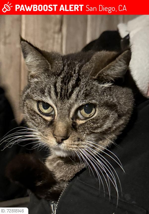 Lost Female Cat last seen Near Palomar Ave, La Jolla, 1 Block from beach cross-streets La Jolla Blvd  & Palomar, San Diego, CA 92037