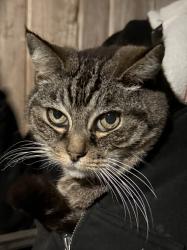 Lost Female Cat last seen Near Palomar Ave, La Jolla, 1 Block from beach cross-streets La Jolla Blvd  & Palomar, San Diego, CA 92037