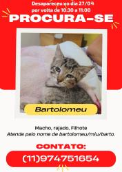 Lost Male Cat last seen Therezinha Aranha Mantelli, Parque Boturussu, SP 03805-090