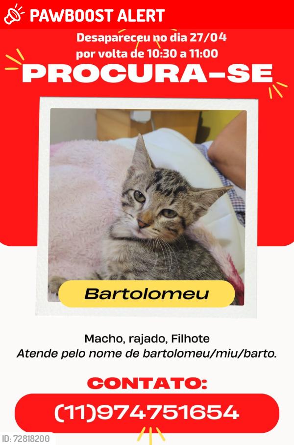 Lost Male Cat last seen Therezinha Aranha Mantelli, Parque Boturussu, SP 03805-090