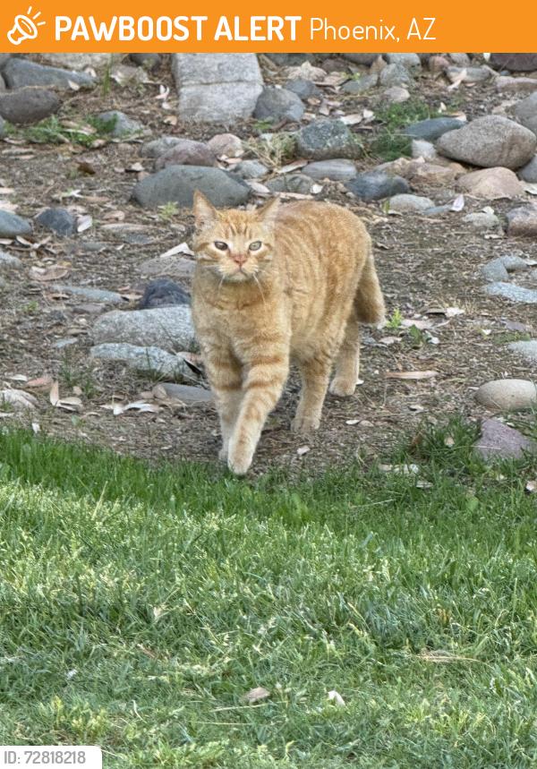 Found/Stray Unknown Cat last seen Paradise Valley Community Colleg le, Phoenix, AZ 85032