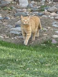 Found/Stray Unknown Cat last seen Paradise Valley Community Colleg le, Phoenix, AZ 85032