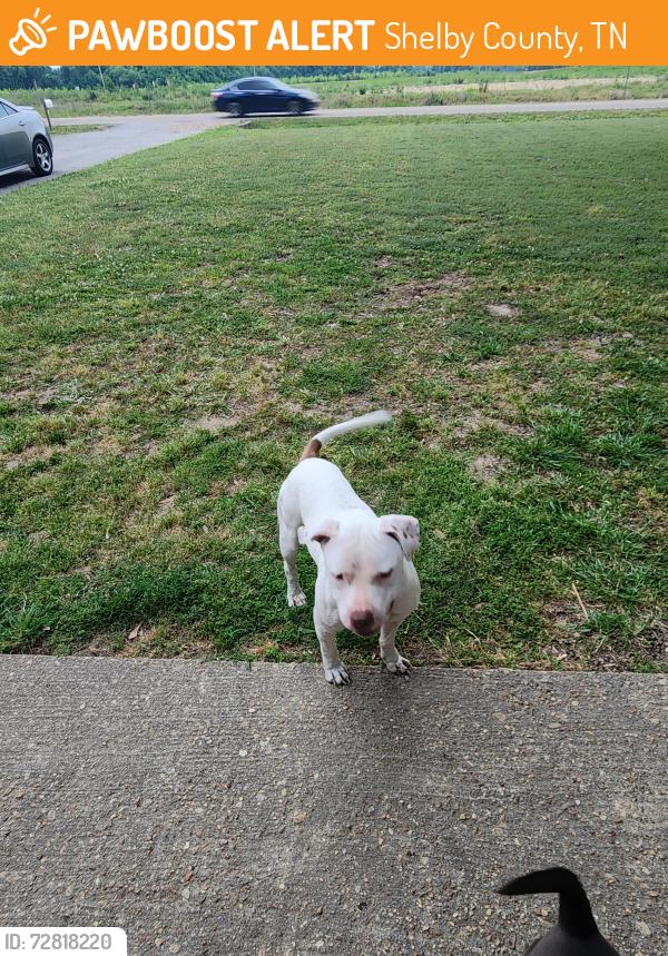 Found/Stray Male Dog last seen Millington arlington rd and hwy 14, Shelby County, TN 38002