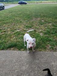 Found/Stray Male Dog last seen Millington arlington rd and hwy 14, Shelby County, TN 38002