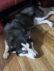 Lost Female Dog last seen Near pikectt rd ne, Leland, NC 28451