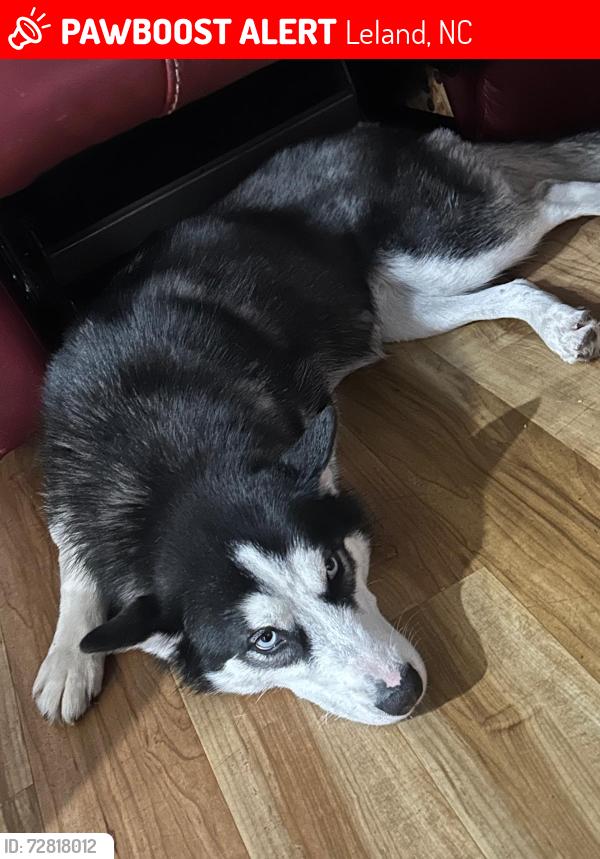 Lost Female Dog last seen Near pikectt rd ne, Leland, NC 28451