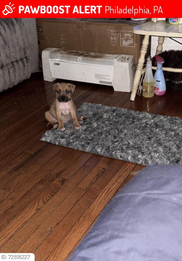 Lost Male Dog last seen Felton st 63rd and Jefferson st , Philadelphia, PA 19151