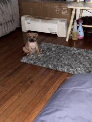 Lost Male Dog last seen Felton st 63rd and Jefferson st , Philadelphia, PA 19151