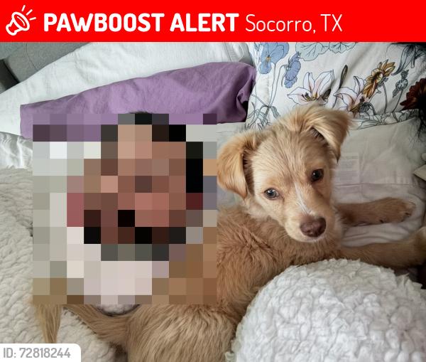 Lost Male Dog last seen North loop and rio vista, Socorro, TX 79927