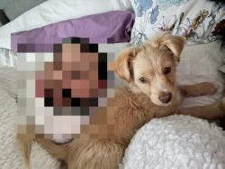 Lost Male Dog last seen North loop and rio vista, Socorro, TX 79927