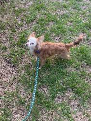 Found/Stray Male Dog last seen Florence and Fowler in een , Killeen, TX 76541