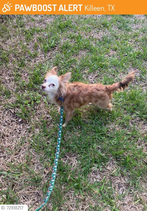 Found/Stray Male Dog last seen Florence and Fowler in een , Killeen, TX 76541