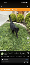 Lost Female Cat last seen Radiance, Rancho Santa Margarita, CA 92688
