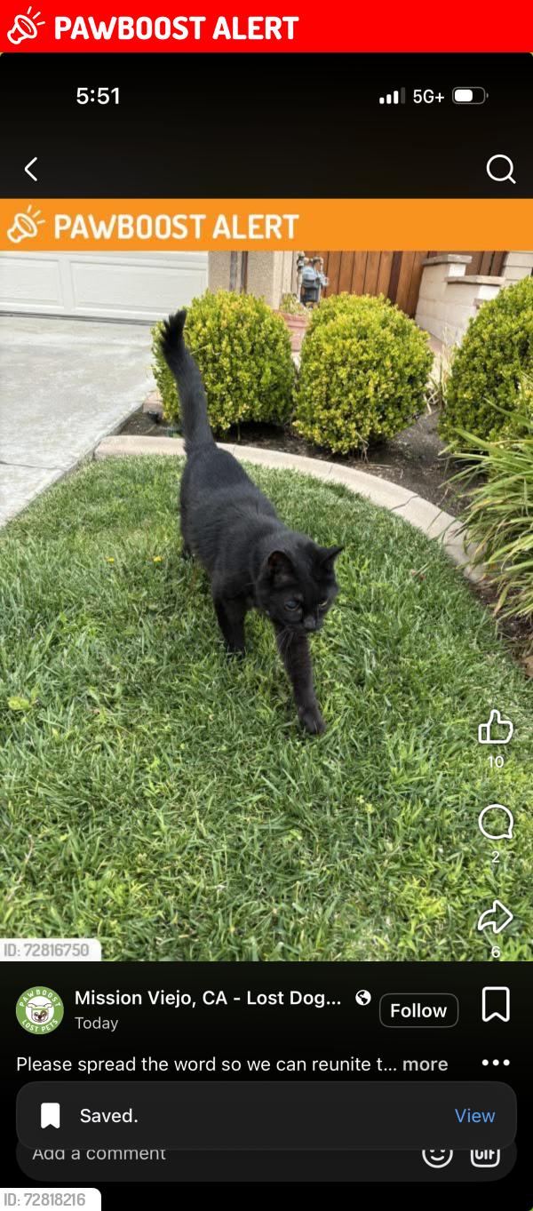Lost Female Cat last seen Radiance, Rancho Santa Margarita, CA 92688