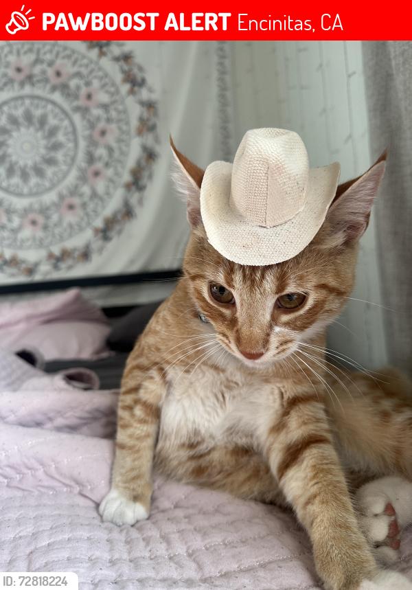 Lost Male Cat last seen Ponto beach , Encinitas, CA 92024