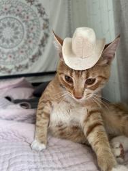 Lost Male Cat last seen Ponto beach , Encinitas, CA 92024