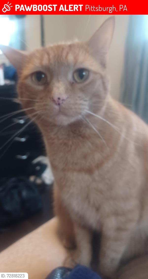 Lost Male Cat last seen Atlantic and Kincaid, Pittsburgh, PA 15224