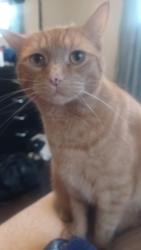 Lost Male Cat last seen Atlantic and Kincaid, Pittsburgh, PA 15224