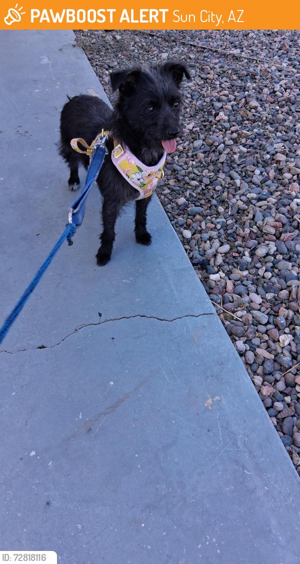 Found/Stray Female Dog last seen 107th ave and peoria behind thrift shops, Sun City, AZ 85351