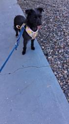 Found/Stray Female Dog last seen 107th ave and peoria behind thrift shops, Sun City, AZ 85351
