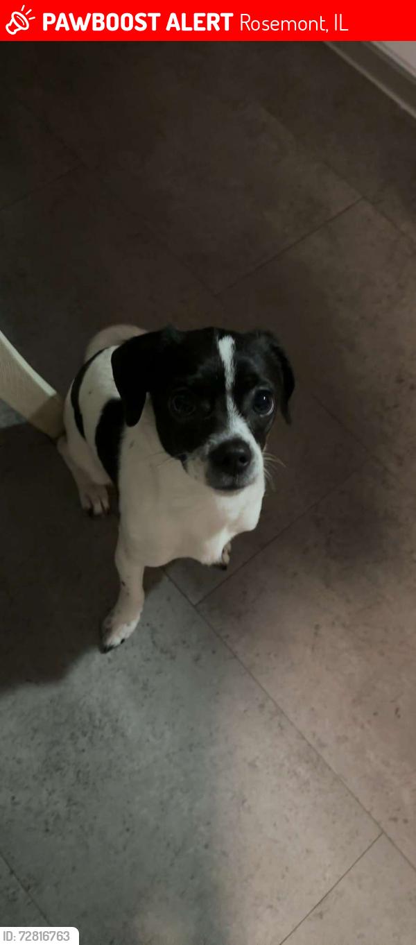 Lost Female Dog last seen Near Doris Ct, Rosemont IL 60028, Rosemont, IL 60018