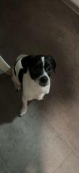 Lost Female Dog last seen Near Doris Ct, Rosemont IL 60028, Rosemont, IL 60018