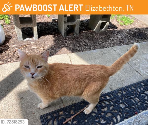 Found/Stray Female Cat last seen G street, Elizabethton, TN 37643