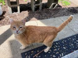 Found/Stray Female Cat last seen G street, Elizabethton, TN 37643