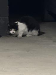 Found/Stray Unknown Cat last seen The Collegeway, Mississauga, ON 