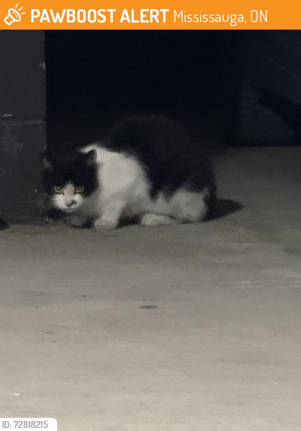 Found/Stray Unknown Cat last seen The Collegeway, Mississauga, ON 