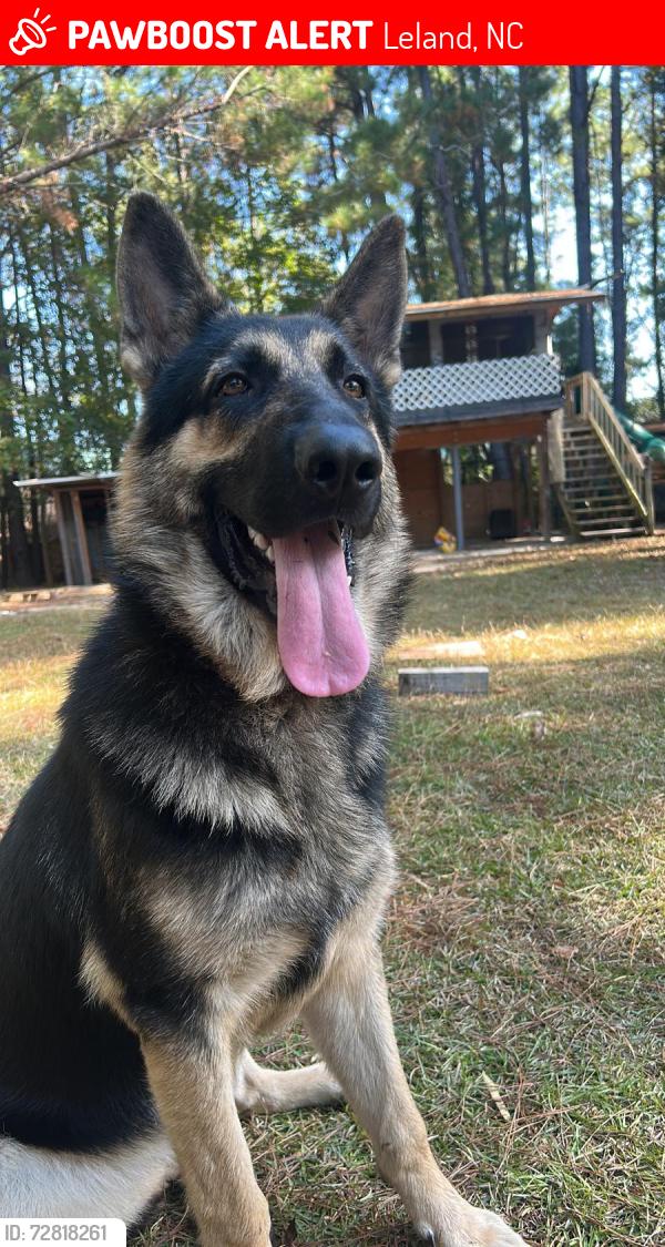 Lost Male Dog last seen Near pikectt rd ne, Leland, NC 28451