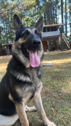 Lost Male Dog last seen Near pikectt rd ne, Leland, NC 28451