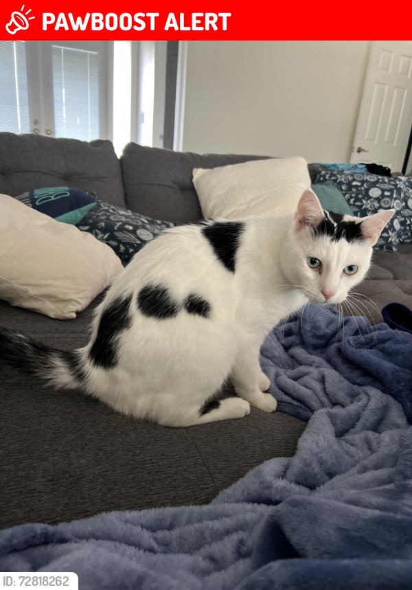 Lost Male Cat last seen Near Saint Clair Ave E near El Rio Golf Course , North Fort Myers, FL 33903