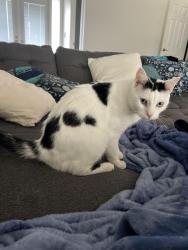 Lost Male Cat last seen Near Saint Clair Ave E near El Rio Golf Course , North Fort Myers, FL 33903