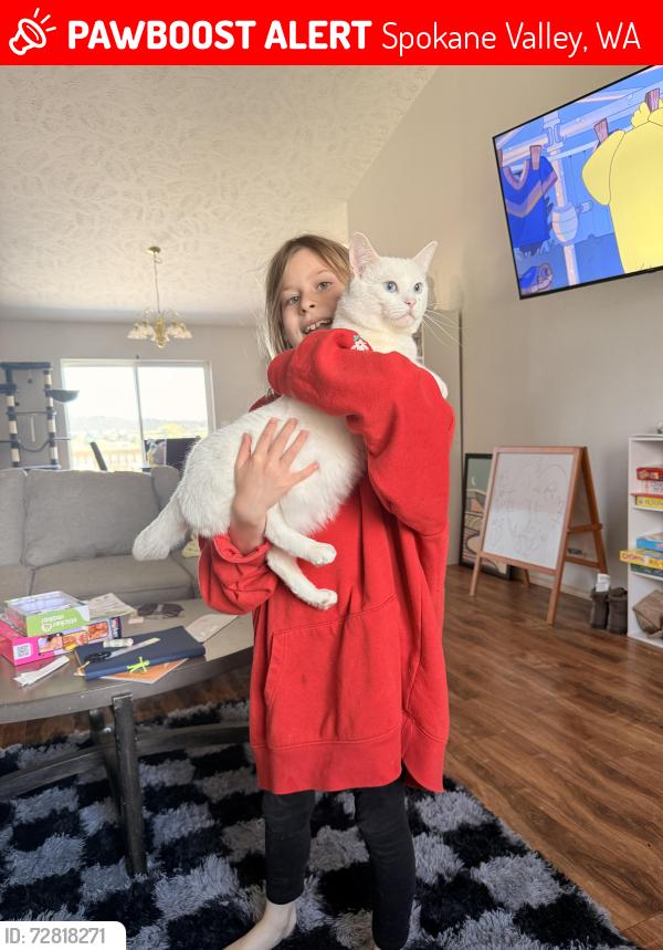 Lost Male Cat last seen Pines , Spokane Valley, WA 99206