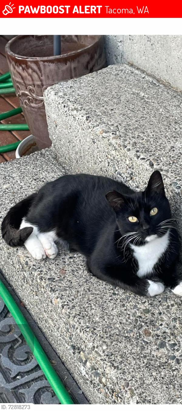Lost Female Cat last seen South 56 and S. Thompson Ave, Tacoma, WA 98408