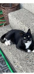 Lost Female Cat last seen South 56 and S. Thompson Ave, Tacoma, WA 98408