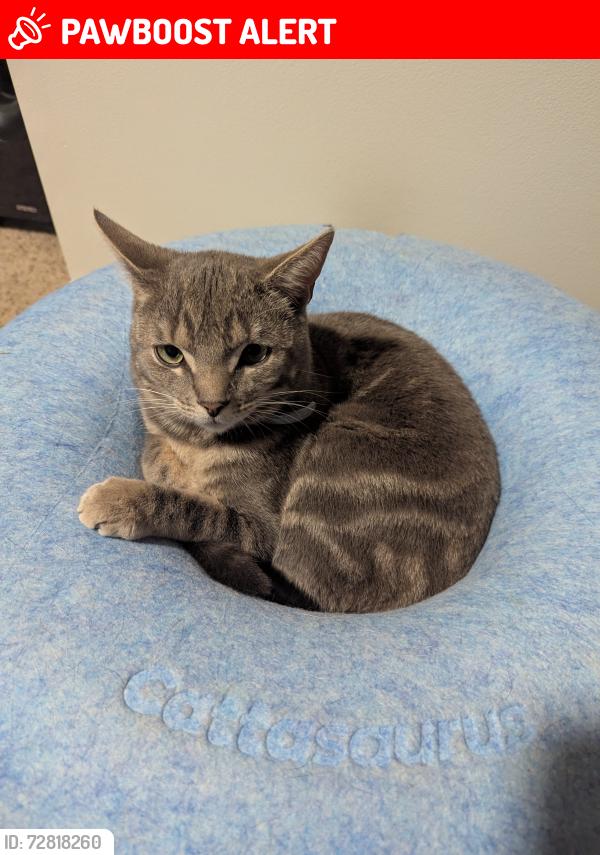 Lost Male Cat last seen Spring Haven rd &501, Heidelberg Township, PA 17073