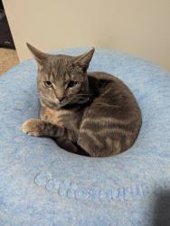 Lost Male Cat last seen Spring Haven rd &501, Heidelberg Township, PA 17073