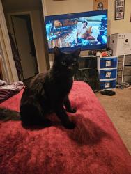 Lost Male Cat last seen 170th, Portland, OR 97236