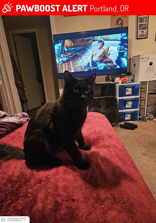 Lost Male Cat last seen 170th, Portland, OR 97236