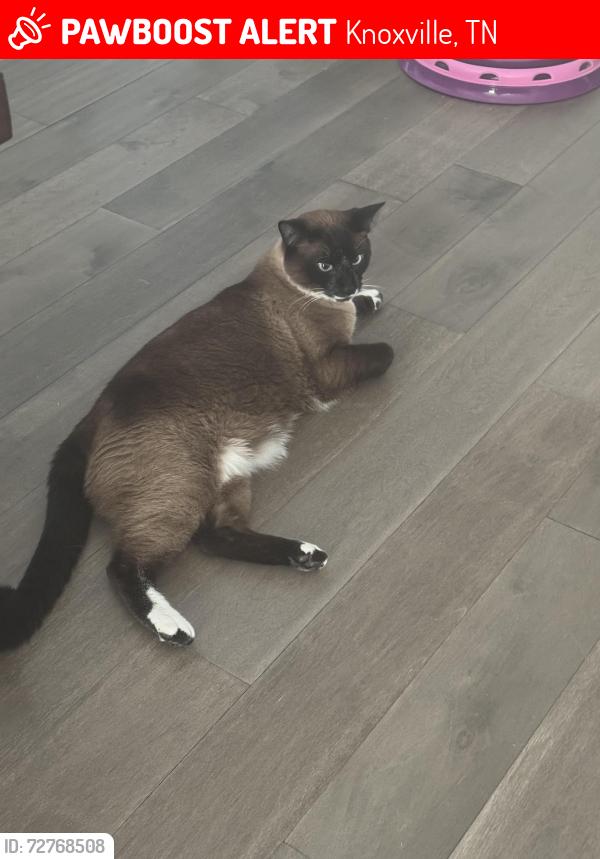 Lost Male Cat last seen Bronze Ln KnoxvilleTN, Knoxville, TN 37922