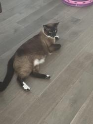 Lost Male Cat last seen Bronze Ln KnoxvilleTN, Knoxville, TN 37922