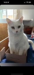 Lost Male Cat last seen Melrose dr/ shadowridge dr, Vista, CA 92081