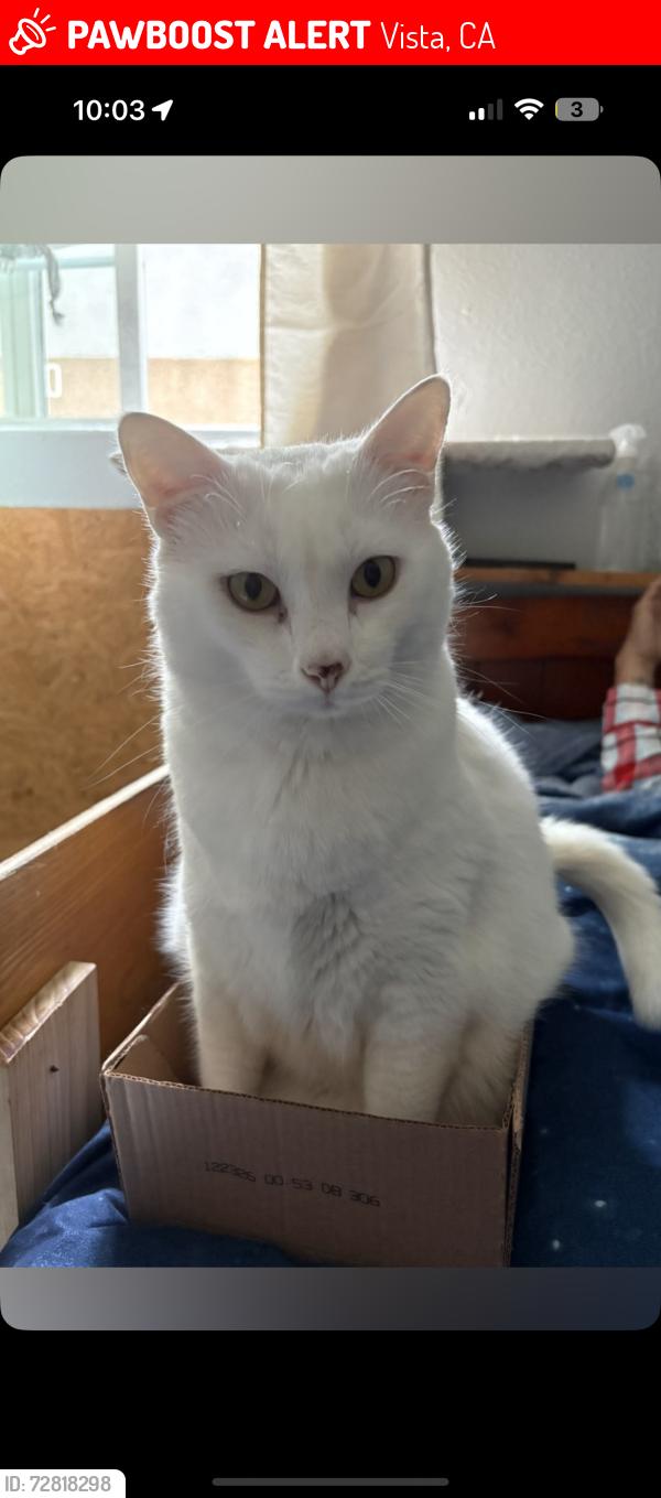 Lost Male Cat last seen Melrose dr/ shadowridge dr, Vista, CA 92081