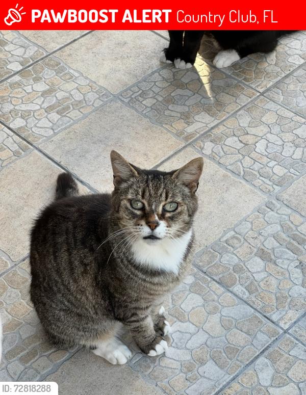 Lost Female Cat last seen Nw 194th street and nw 198th terrace, Country Club, FL 33015