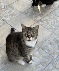 Lost Female Cat last seen Nw 194th street and nw 198th terrace, Country Club, FL 33015