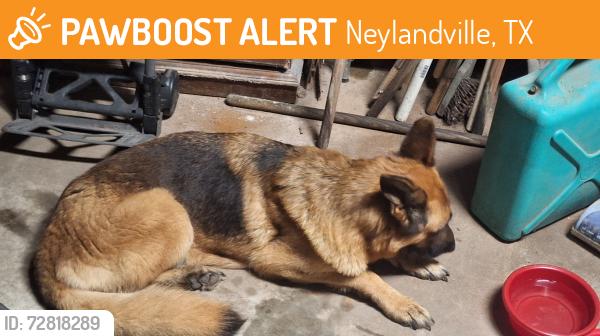 Found/Stray Female Dog last seen Cr 4311 and hyw 224, Neylandville, TX 75401