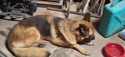 Found/Stray Female Dog last seen Cr 4311 and hyw 224, Neylandville, TX 75401