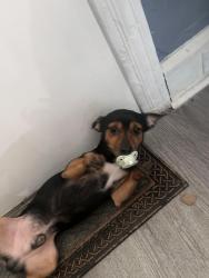 Lost Male Dog last seen Near kensigton st, Harrisburg, PA 17104
